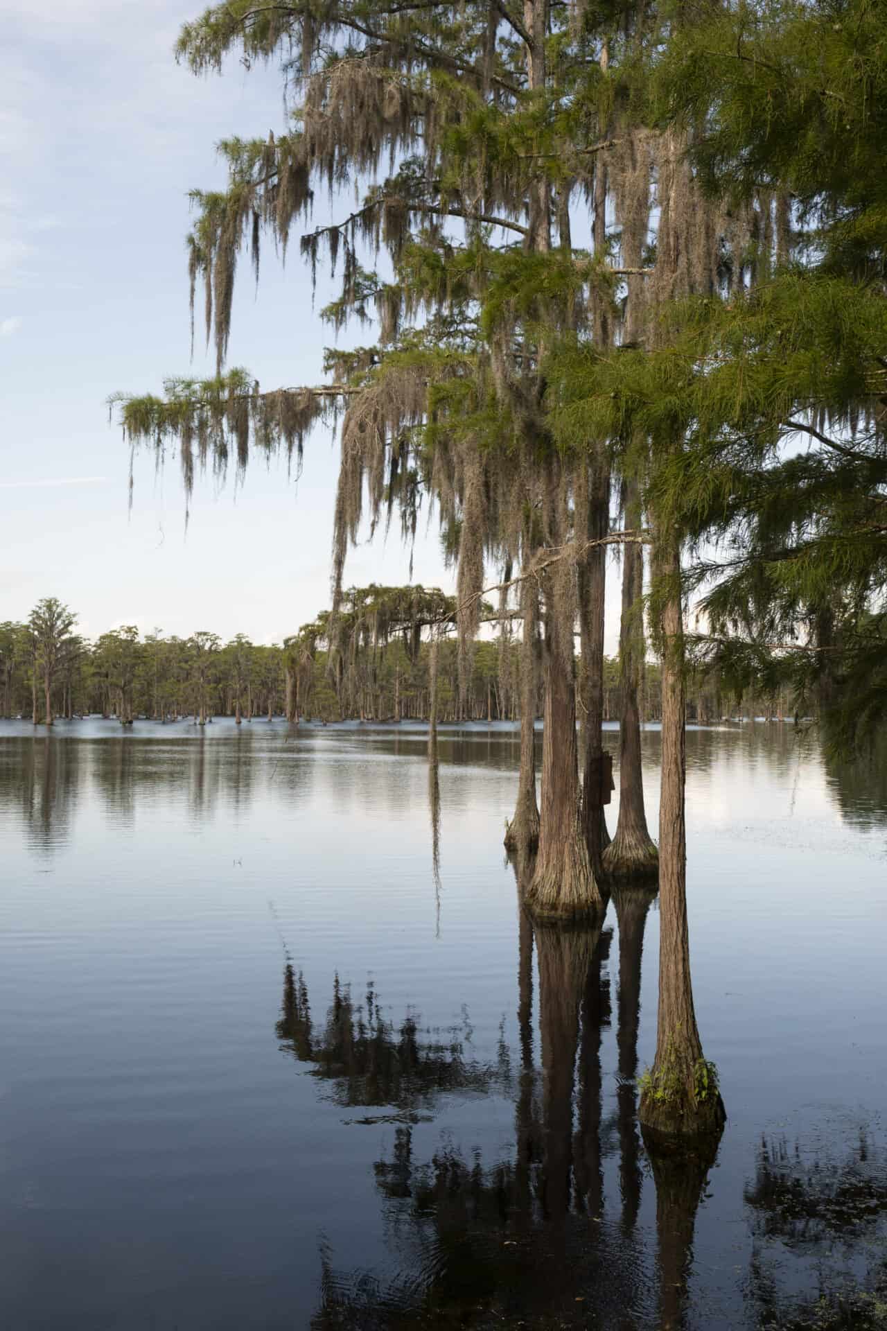 Lab-tested THCa flower shipped to Louisiana. abundant-unseen-wildlfie-exists-this-lush-marsh-area-deep-southern-usa