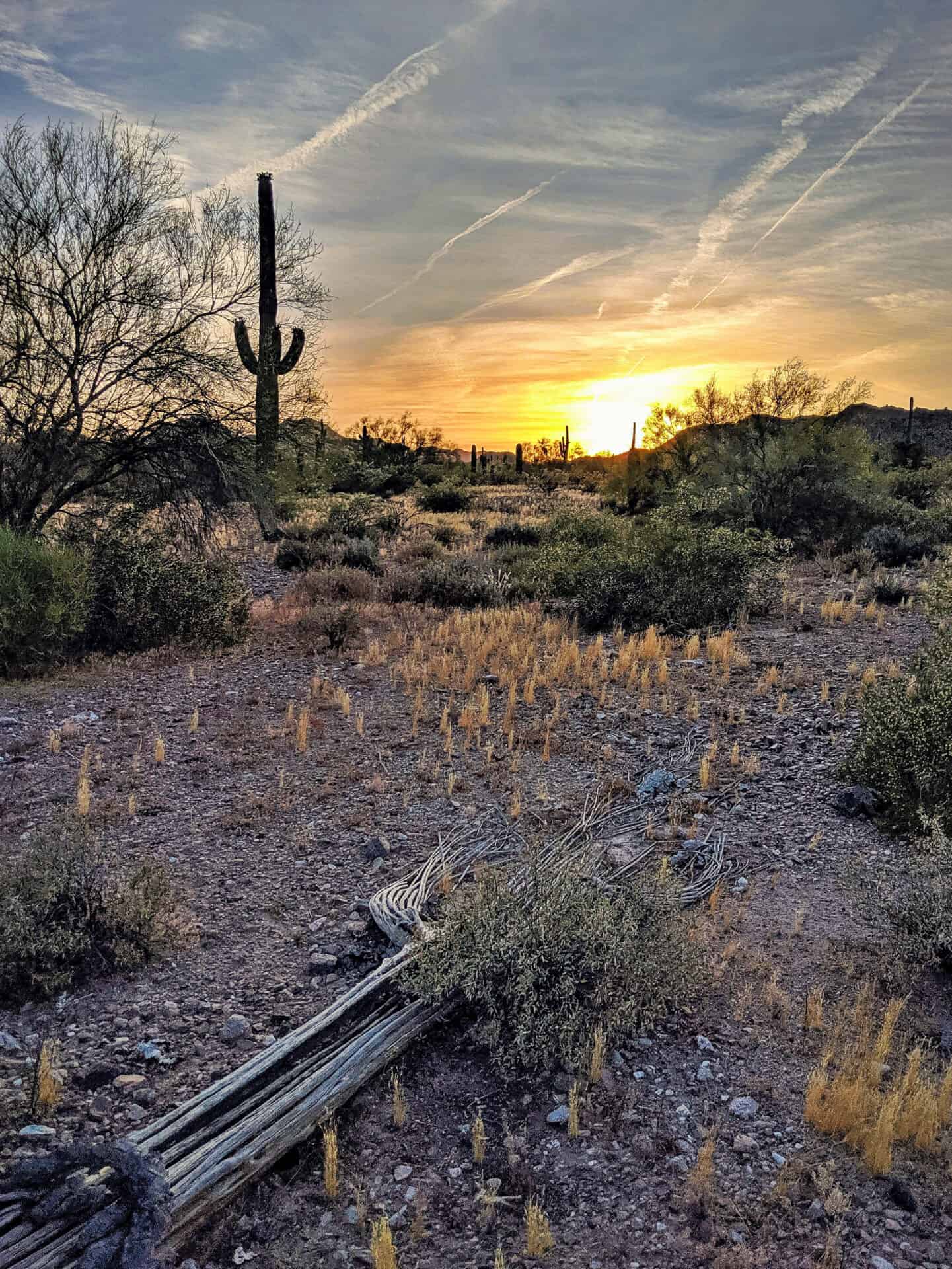 Lab-tested THCa flower shipped to Texas. bare-trees-field-against-sky-sunset