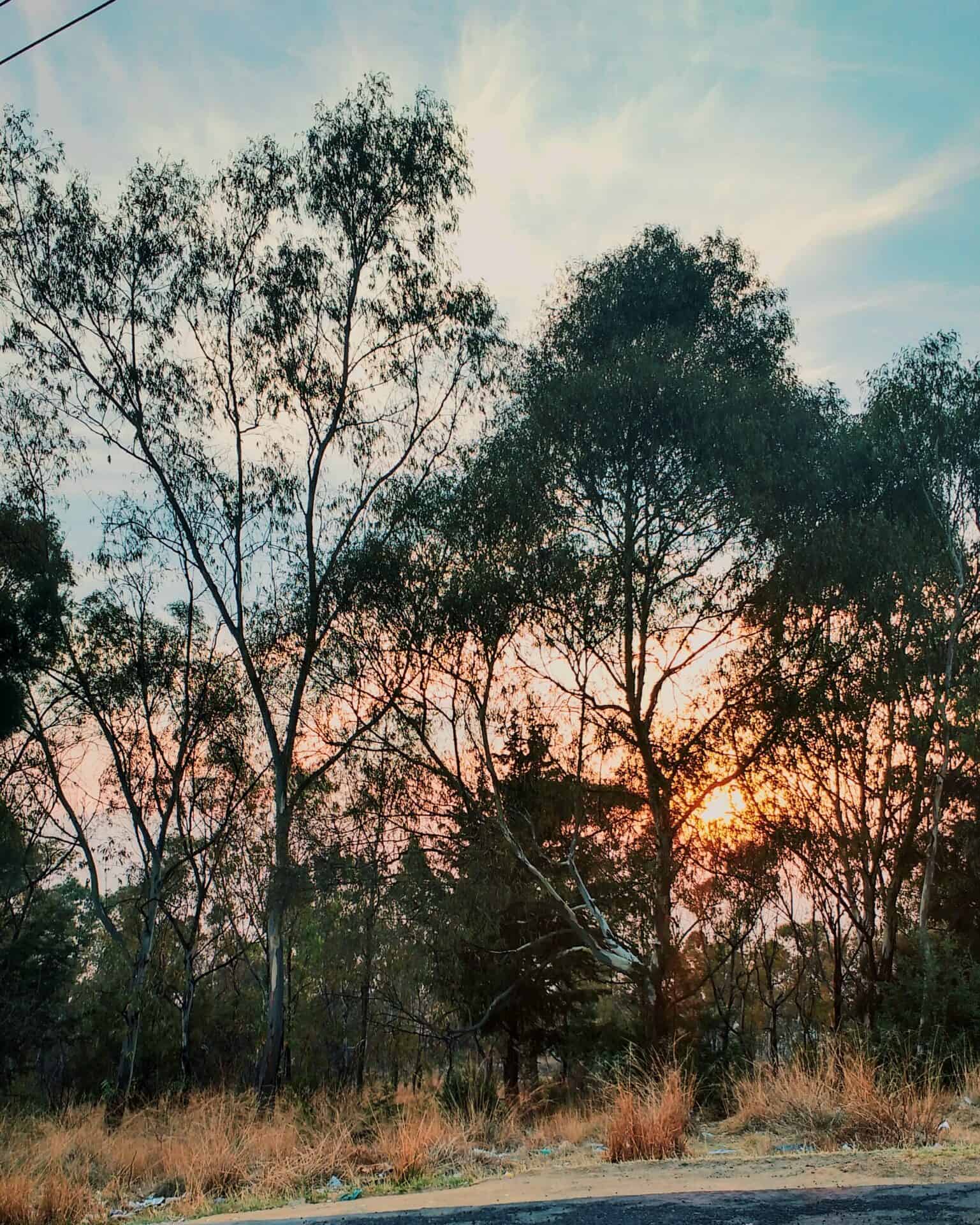 Lab-tested THCa flower shipped to South Caroline. close-up-wet-tree-against-sky-sunset