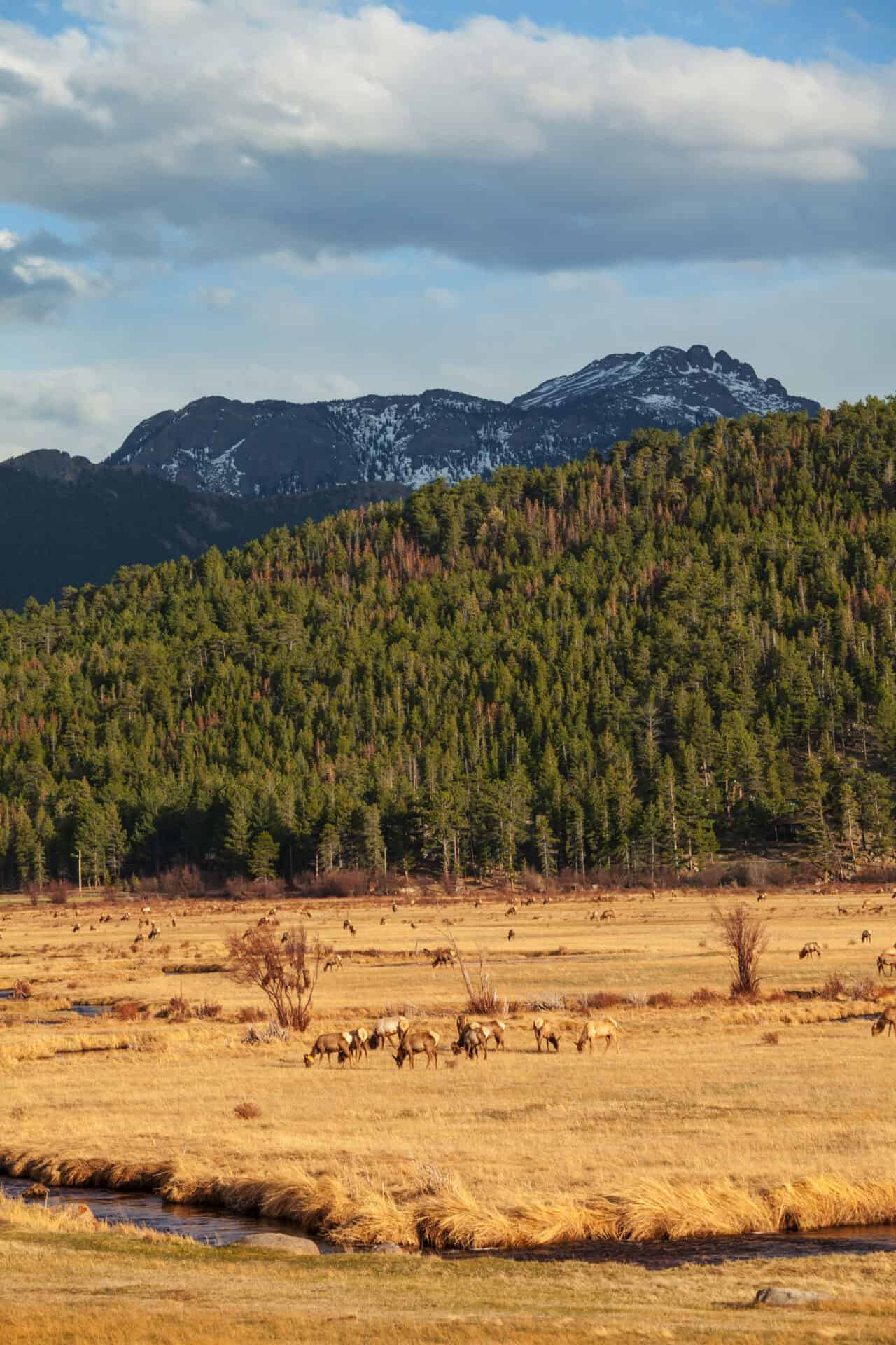 Lab-tested THCa flower shipped to North Dakota. deers on meadow