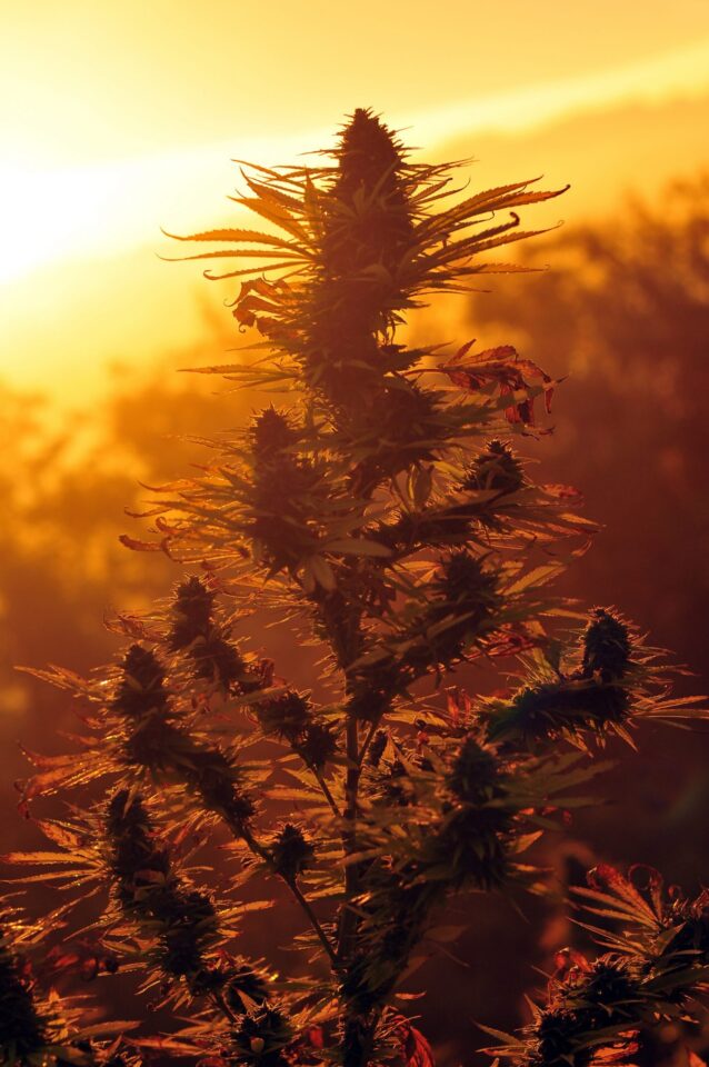 Cannabis plant silhouette against sunset background.