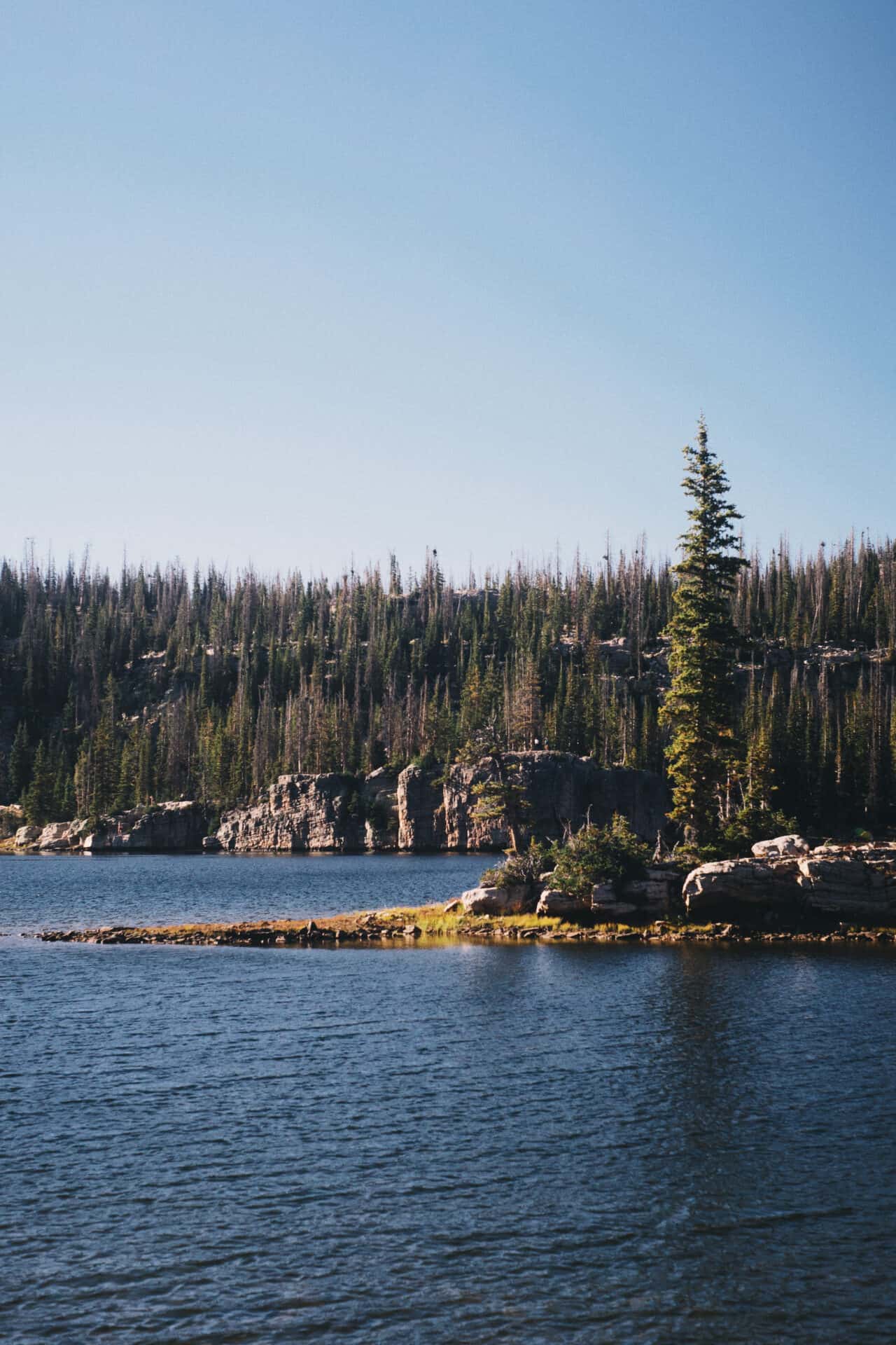 Lab-tested THCa flower shipped to Washington. A vertical shot of a lake surrounded by a forest